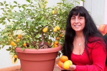 Cây cam mọc ra trái chanh