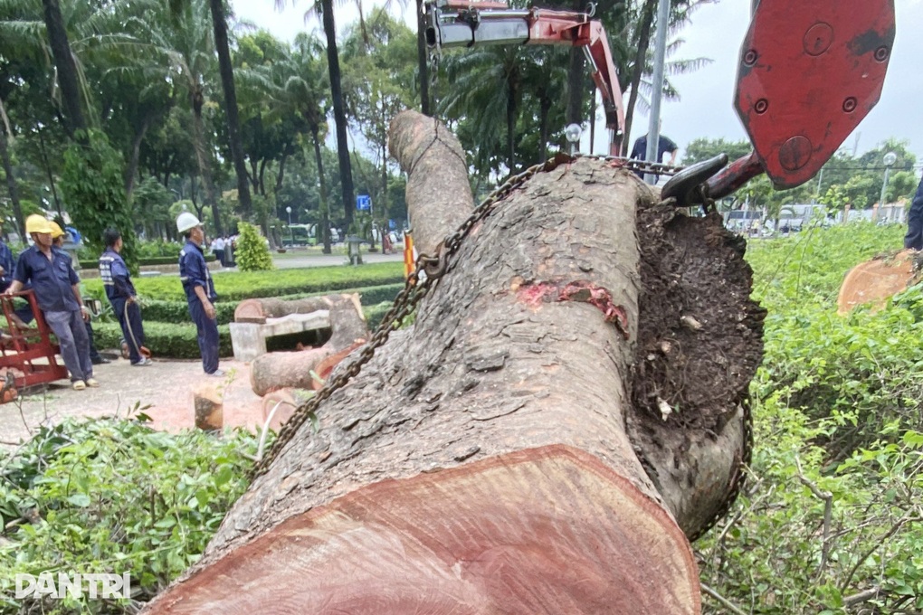 Đốn hạ cây sọ khỉ 100 năm tuổi ở Công viên Gia Định - 1 Đốn hạ cây sọ khỉ 100 năm tuổi ở Công viên Gia Định - 1