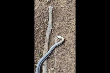 Rắn hổ ngựa "đóng kịch" giả chết khi không thể đe dọa kẻ thù