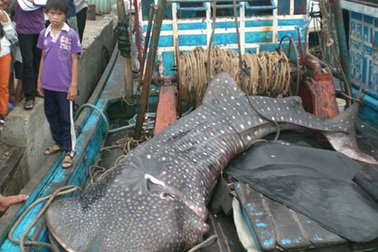 Bắt được cá lạ giống cá mập nặng 1,5 tấn
