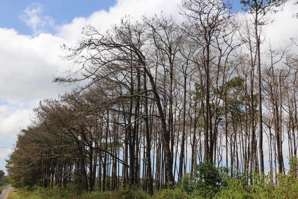 Thông chết, rừng hết thì ai đau? - 6