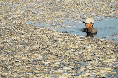 Người dân khốn khổ vì hàng trăm tấn cá chết bốc mùi ở Đồng Nai
