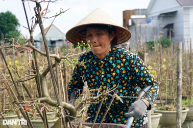 Nín thở, bặm môi khiêng chậu, chị em làng mai kiếm tiền triệu tiêu Tết
