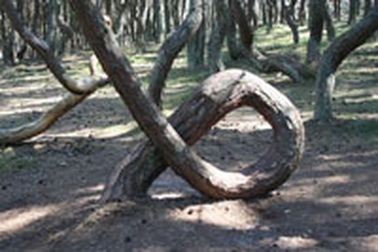 Bí ẩn "khu rừng say xỉn" kỳ lạ nhất trên thế giới