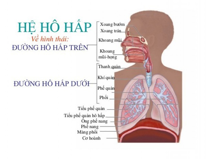  Chuyên gia mách bí quyết chăm sóc trẻ bị viêm đường hô hấp trên - Ảnh 1.