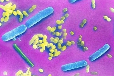 Vi khuẩn đường ruột có thể làm cho việc giảm cân khó khăn hơn