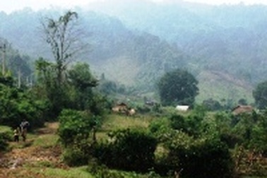 Một người bị gỗ đè chết trong rừng sâu