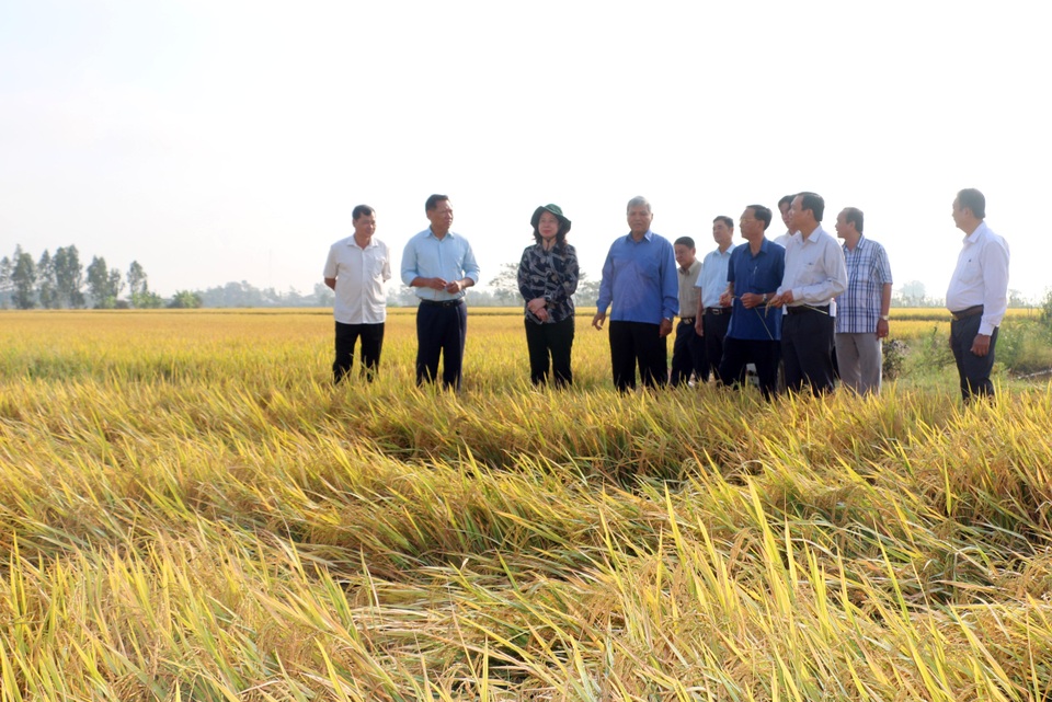 An Giang kêu khó cho doanh nghiệp khi “nghẽn” hơn 82.000 tấn gạo - 1