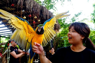 Thích thú với quán cà phê nuôi đầy vẹt ở Sài Gòn