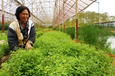 Vào buôn trồng rau châu Âu
