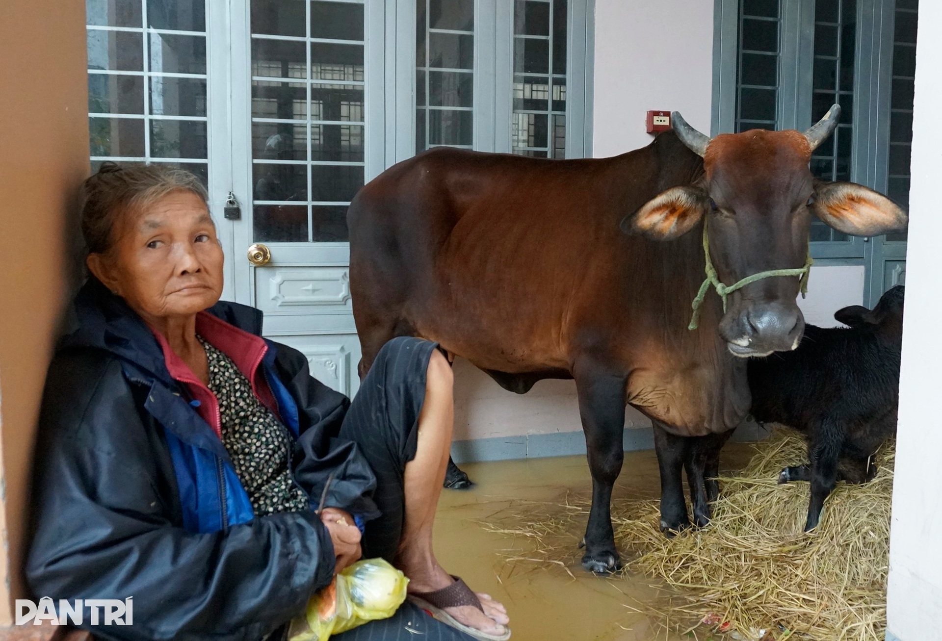 Người dân Gia Lai vật lộn giữa lũ lịch sử, đưa bò đến trụ sở xã trú - 4 Người dân Gia Lai vật lộn giữa lũ lịch sử, đưa bò đến trụ sở xã trú - 4