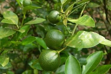 Bất ngờ với loại chanh bản địa chống ung thư tuyệt vời