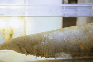 Khách tham quan "đỏ mặt" khi vào những bảo tàng chủ đề tình dục