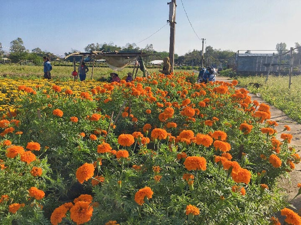 Đà Nẵng: Làng Nhơn Thọ ăn Tết to do bán hoa đắt hàng - 3 Đà Nẵng: Làng Nhơn Thọ ăn Tết to do bán hoa đắt hàng - 3