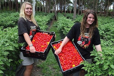 Kỷ lục mới của ớt cay nhất thế giới 