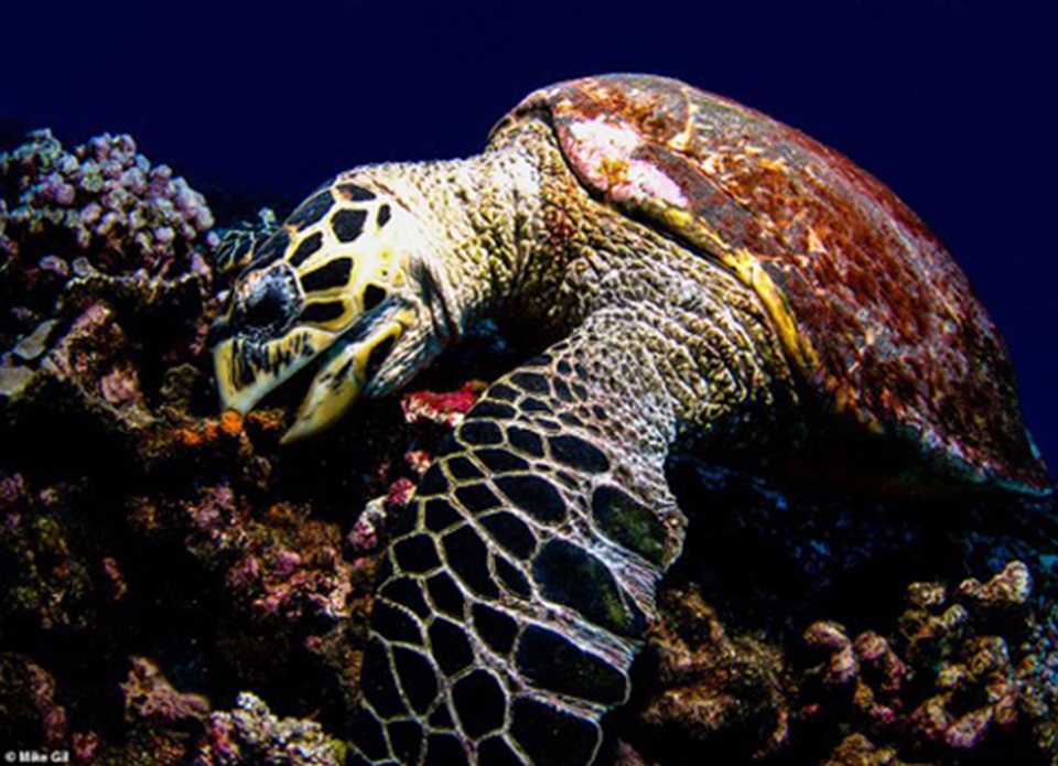 Phiêu lưu tới nơi những cư dân độc, lạ của đại dương sinh sống - 9 Phiêu lưu tới nơi những cư dân độc, lạ của đại dương sinh sống - 9