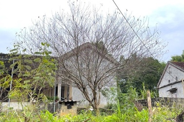 "Không khó truy xuất nguồn gốc đào, mai phục vụ Tết"