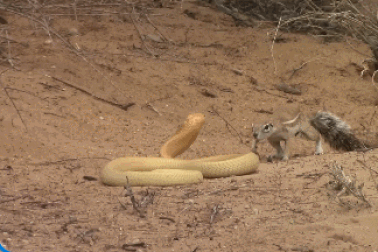 Sóc mẹ liều mạng chiến đấu với rắn hổ mang để bảo vệ đàn con