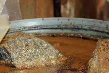 Phát hiện dòi lúc nhúc trong 2 cơ sở sản xuất dưa mắm