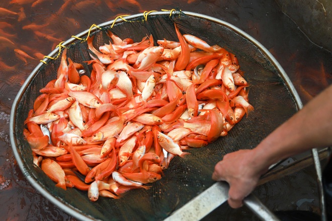 Làng nghề sản xuất phương tiện cho ông Công, ông Táo hối hả thu hoạch - 5