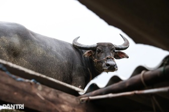 Trâu kẹt trên mái nhà 6 ngày ở Hòa Thịnh: Không cho cày bừa và không bán