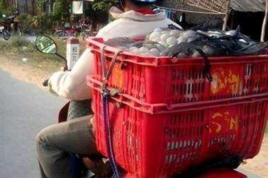 Đồng Tháp: Xe chở gia cầm không rõ nguồn gốc “vô tư ra” vào thành phố