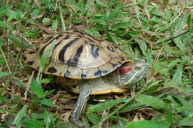 Phóng sinh - hoạt động từ bi vô tình thành điều ác!