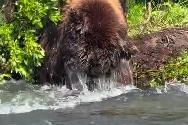Gấu nâu cho thấy khả năng bắt cá thượng hạng