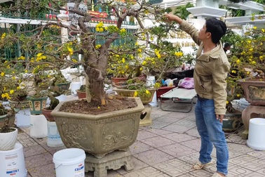 Cụ mai “khủng” hàng chục tuổi, đắt nhất Nha Trang giá 100 triệu đồng