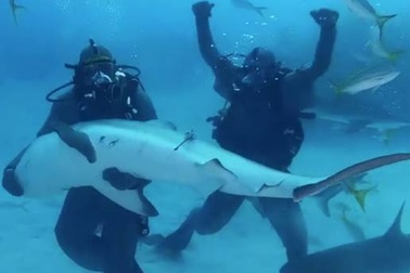 Mike Tyson sợ hết hồn khi “chiến đấu” với cá mập trắng