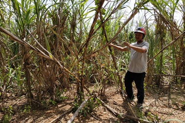 Nông dân trồng mía “ngồi trên lửa” khi công ty không chịu thu mua!