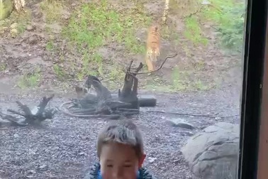 Thót tim hổ “tấn công” cậu bé trong vườn thú