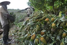 Thương lái Trung Quốc "ào ào" mua dứa xanh