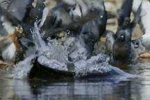 Loài cá "quái vật" dùng râu để phát hiện và ăn thịt chim bồ câu