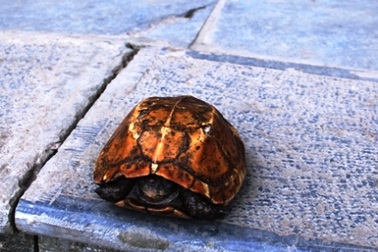 Du khách thích thú ngắm rùa vàng gần suối cá thần