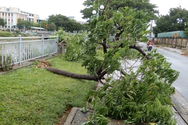 Đà Nẵng: Nhiều cây xanh bật gốc, người dân ra cửa biển bắt cá sau bão
