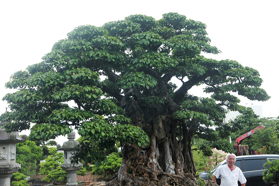 Choáng ngợp cây sanh lá móng cổ thụ giá chục tỷ ở Hà Nội - 9 Choáng ngợp cây sanh lá móng cổ thụ giá chục tỷ ở Hà Nội - 9