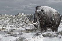 Voi ma mút lông xoăn có thể đã sống cùng con người đầu tiên ở New England