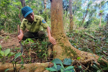 Khai thác tiềm năng quần thể chè tiến vua 500 tuổi ở độ cao 900m