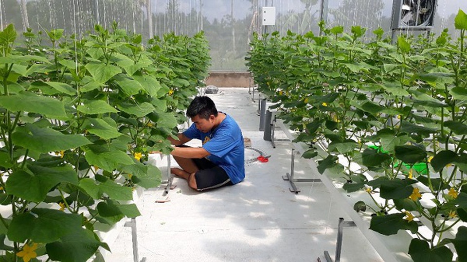Bỏ kỹ sư cơ khí về làm ông chủ vườn rau công nghệ cao phục vụ các mẹ bỉm sữa - 1 Bỏ kỹ sư cơ khí về làm ông chủ vườn rau công nghệ cao phục vụ các mẹ bỉm sữa - 1