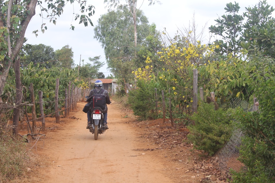 Gia Lai: Cận Tết, người Jrai rộn ràng kiếm tiền từ rừng mai vàng - 1 Gia Lai: Cận Tết, người Jrai rộn ràng kiếm tiền từ rừng mai vàng - 1