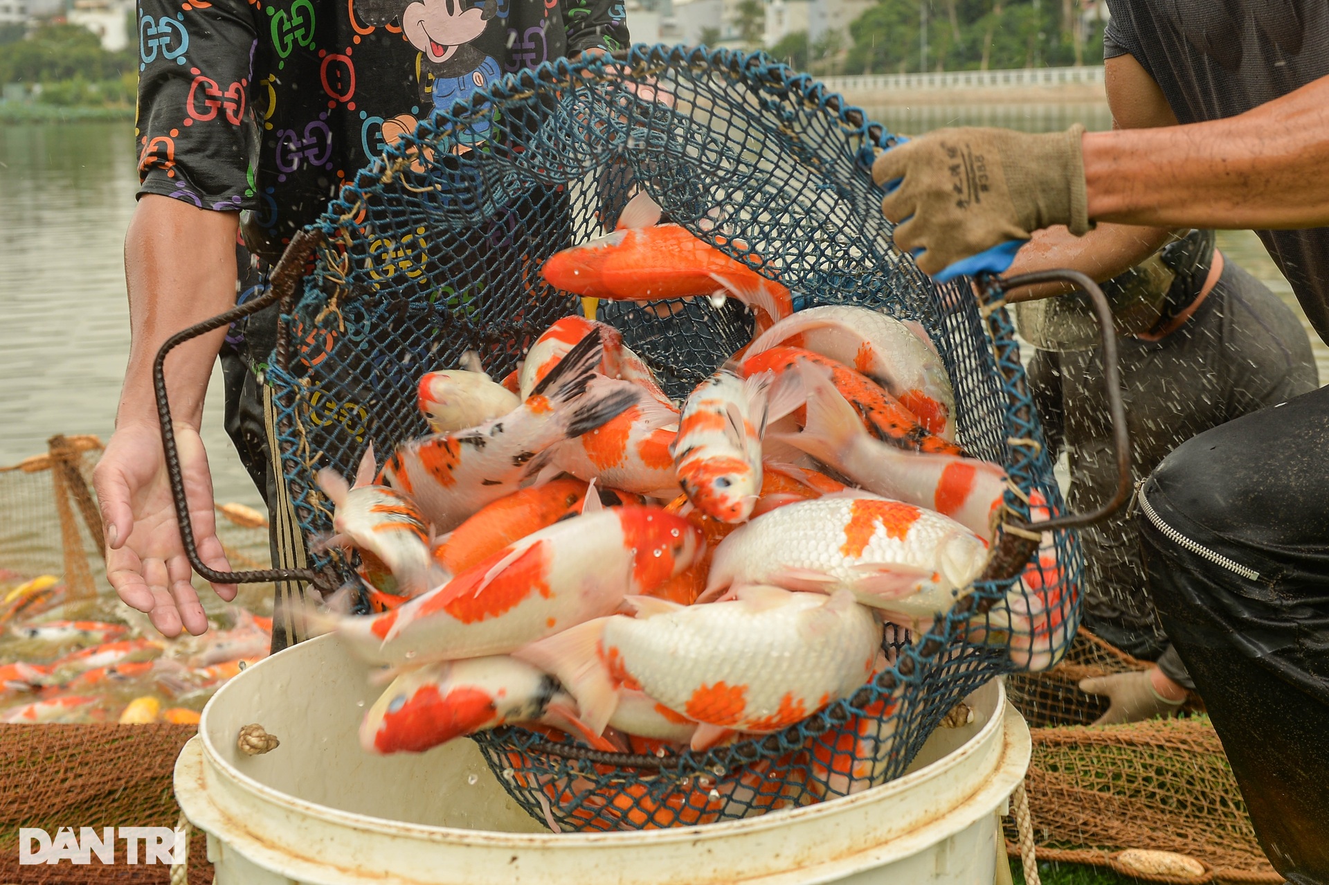 Hàng tấn cá koi được chuyển khỏi hồ Đầm Đông - 7 Hàng tấn cá koi được chuyển khỏi hồ Đầm Đông - 7