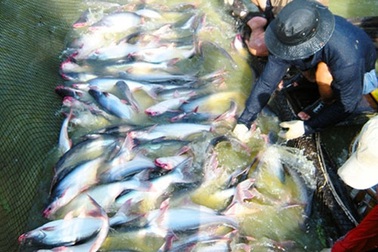 Xuất khẩu ngấm đòn vì tỉ giá