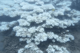 San hô ở biển Côn Đảo bị tẩy trắng, chết hàng loạt