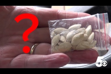 Người Mỹ trồng hạt giống lạ gửi từ Trung Quốc