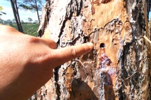 Rừng thông 3 lá ở Lâm Đồng bị khoan lỗ, đổ thuốc độc