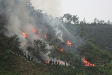 Sau mưa tuyết, băng giá là nguy cơ cháy rừng
