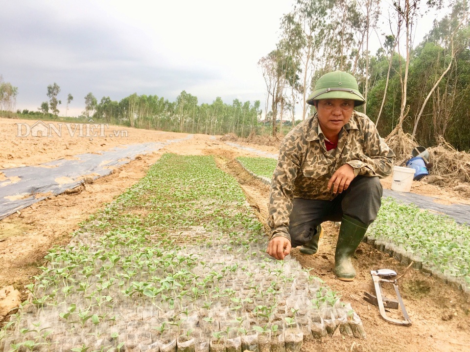 Quảng Bình: Trồng cây dại đầy gai, không ngờ thu lãi đậm - 4 Quảng Bình: Trồng cây dại đầy gai, không ngờ thu lãi đậm - 4