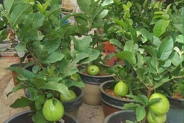 Ổi chậu, dừa vàng cam chưng Tết giá rẻ hút khách Sài thành