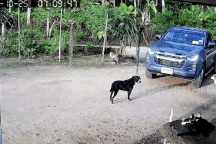 Ô tô trôi tự do sang đường, tài xế hớt hải chạy đuổi theo